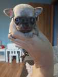 Chihuahua beżowa piękna suczka
