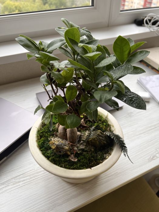 Бонсай у китайському горщику: ficus microcarpa