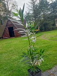 Oleander, własna rozsada