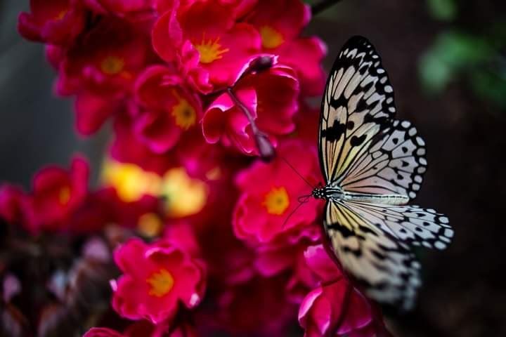 Подарункові набори з лялечками метеликів