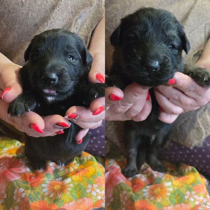 8 щенят ищут дом