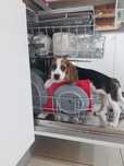 Beagle tricolor z rodowodem-wybitne!