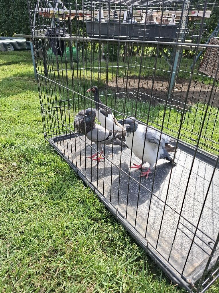 Gołebie ozdobne ładne