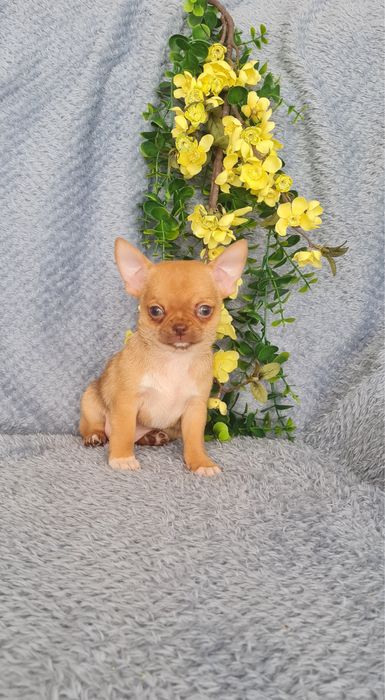 Excelente mini mini choco fawn Chihuahua/Chiuaua de Qualidade