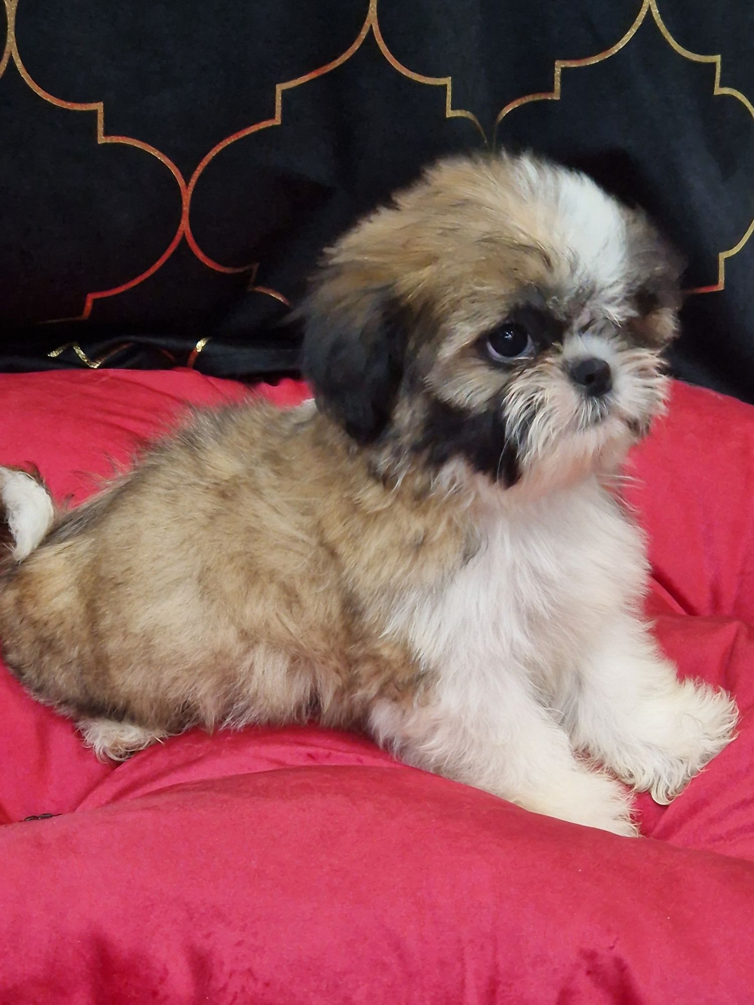 Sprzedam pieska Shih tzu