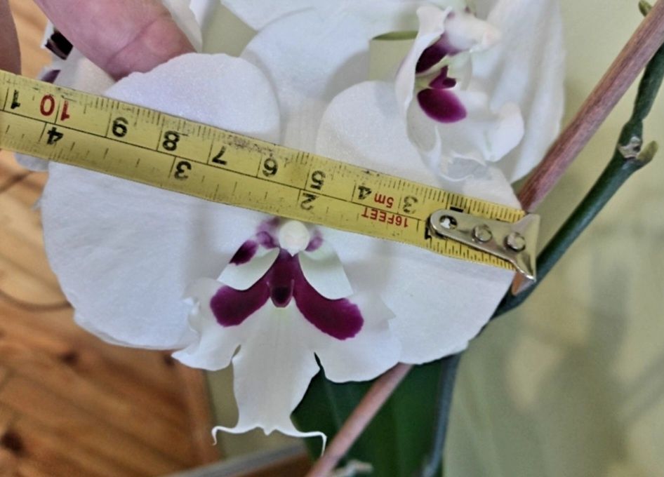 Орхідея Дикий кіт з діткою