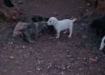 Caes labradores com 1 mês