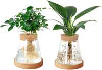 ZESTAW 2 SZT szklany wazon do uprawy hydroponicznej SZKLANA DONICZKA