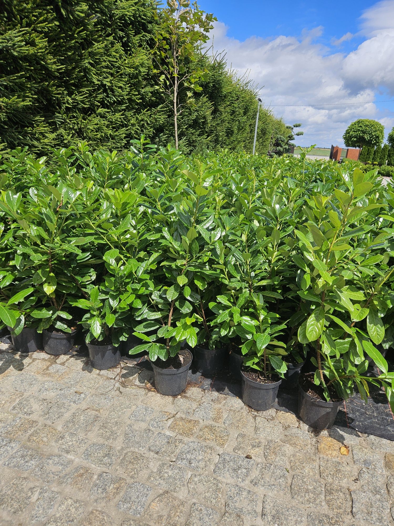 Tuja szmaragd 105 cm 3 litry