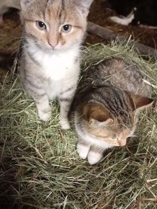 Małe kotki koloru szarego