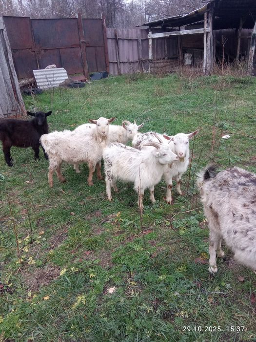 Срочно продам коз недорого