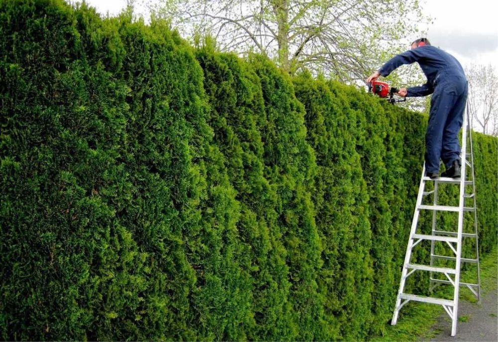 Топіарні-декоративні стрижки туї,ялівцю та декоративних росли