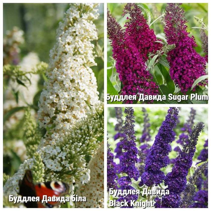 Буддлея Давида Black Knight, Sugar Plum, біла