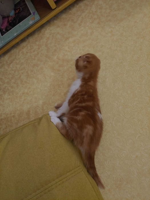 Шотландські кошенята