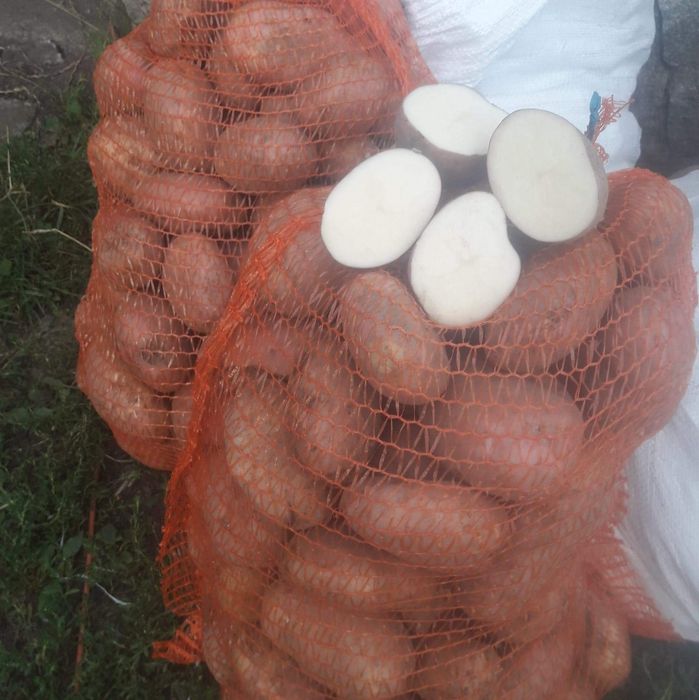 Ziemniaki Amerykany I Irga