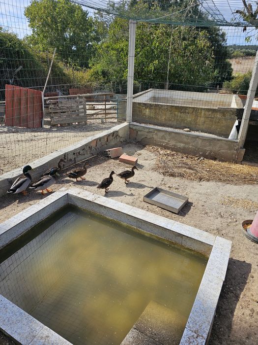 Vendo 6 patos bravos