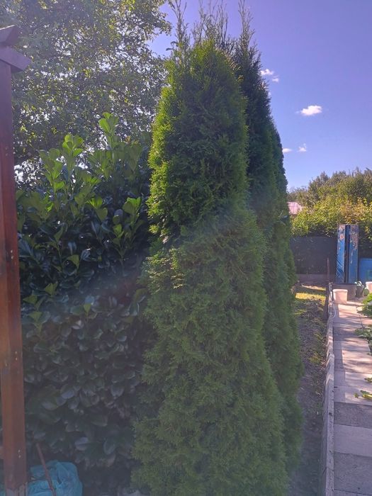 Thuja szmaragd  2,5 - 3,00 m