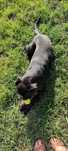 Cão dócil e meigo