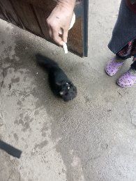 Котики чорний і сірий котик 8 місяців