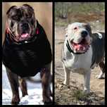 American Bully XL