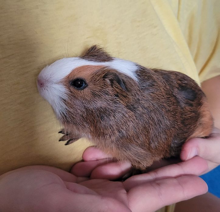 Sprzedam świnka morska