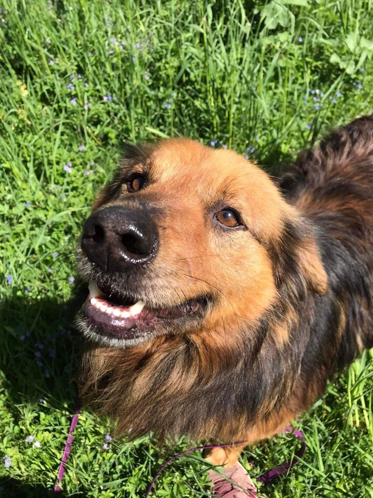 Amper cudny kudłaty psiak do adopcji