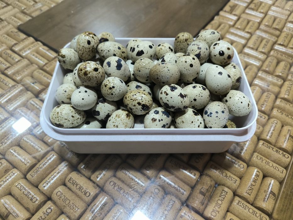 Ovos de codorniz
