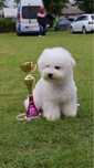 Bichon Frise -цуценя чемпіон України