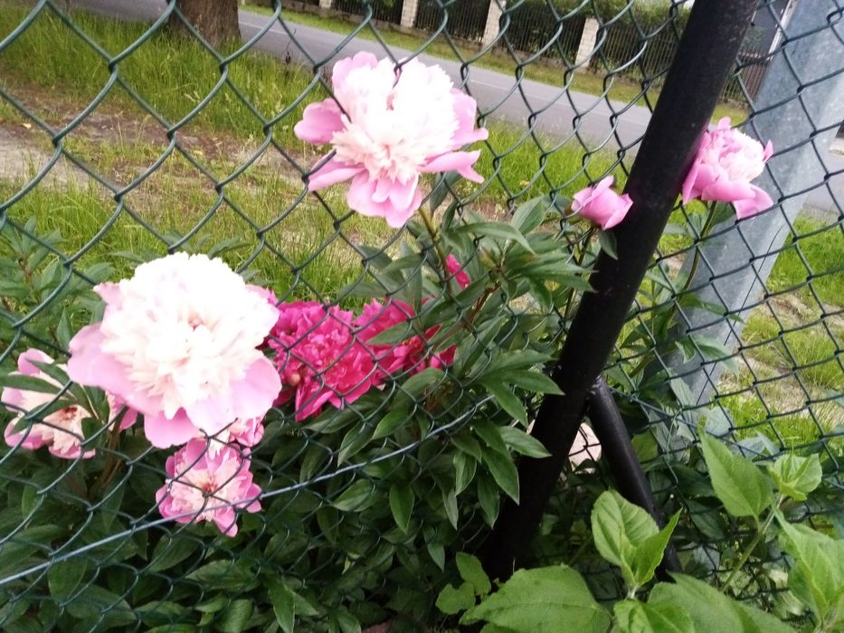 Piwonia różowa obficie kwitnaca i pachnącą -  karpa