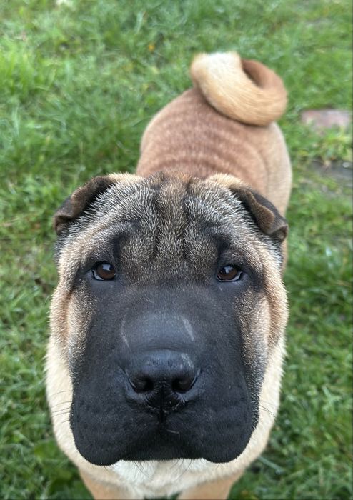 Shar Pei ZkwP/FCI