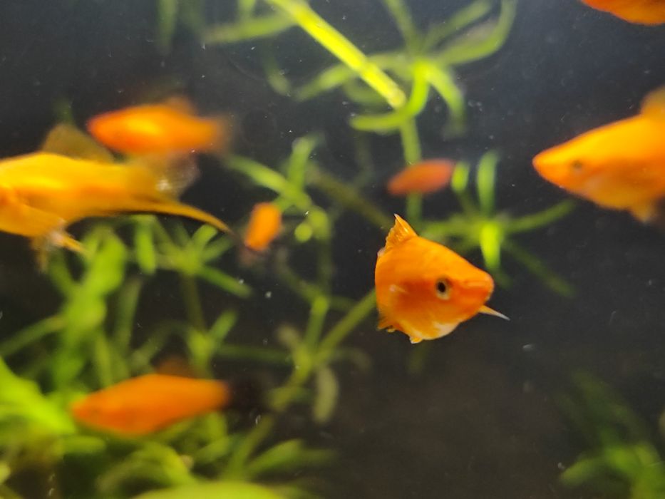 Mieczyki Czerwone Red