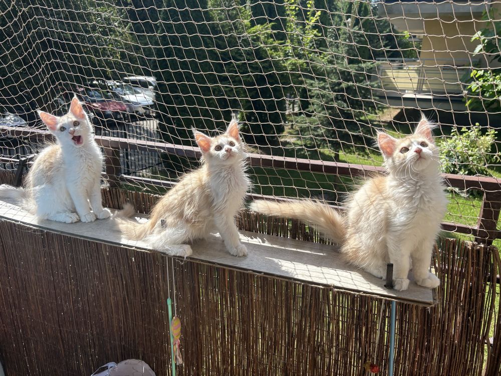 Kocurki Maine Coon