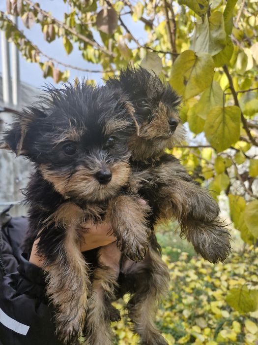 Йоркширский терьер-Йорк