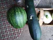 Cukinia, patison ekologiczny