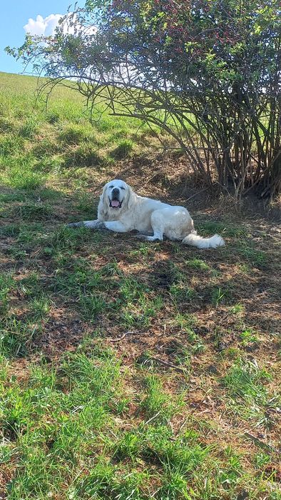 Owczarek podhalański