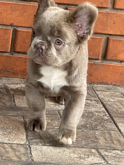 Красавица француженка флаффи Изабелла