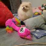 Szpic miniaturowy pomeranian