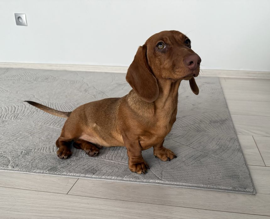 Jamnik - jamniczek -samiec