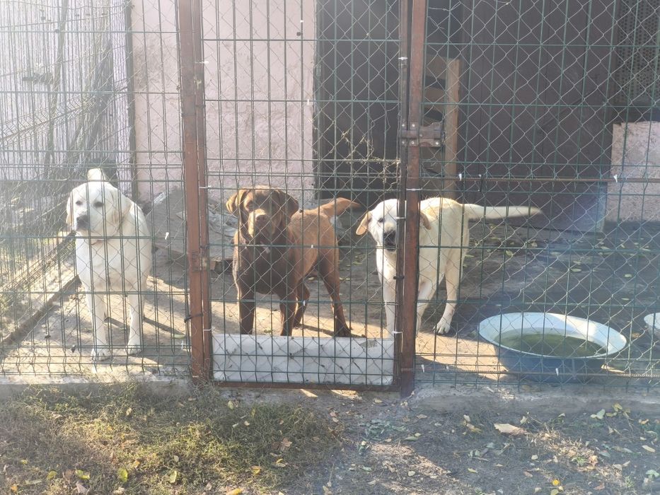 Белый Мишка Лабрадорчики Элитные щенки Питомника с Документами Доставк