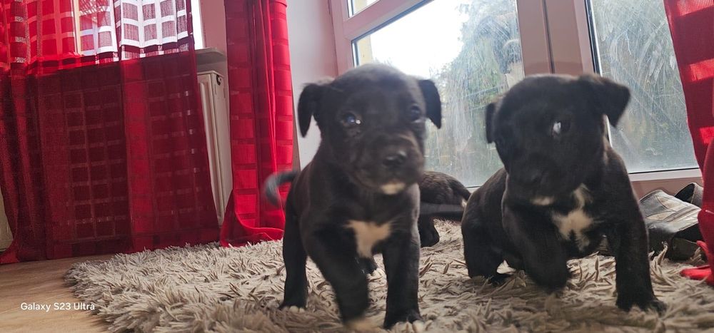 Oddam za darmo Pieski mam pięć szt.