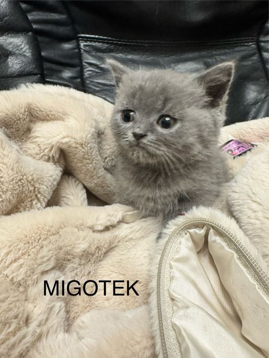 Kot brytyjski krótkowłosy