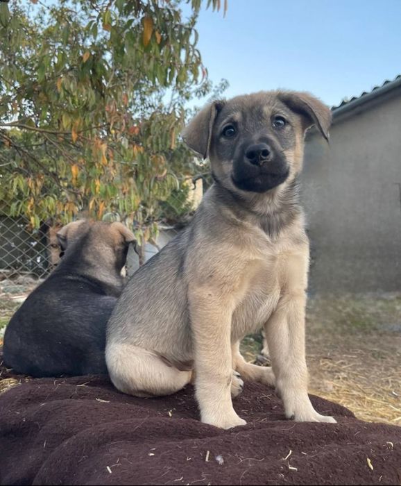 Отдам даром в добрые руки щенков метисы овчарки и лабрадора
