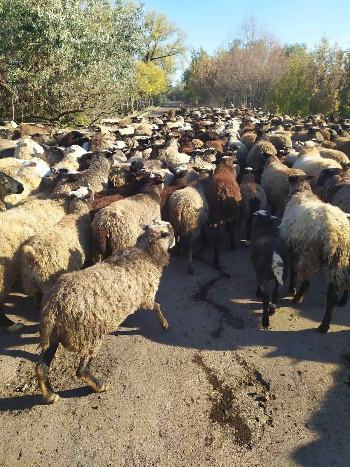 Вівцематки романовські, ягнята