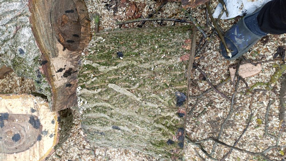 Дерево горіхове,без доставки.ціна за всі 5 колод