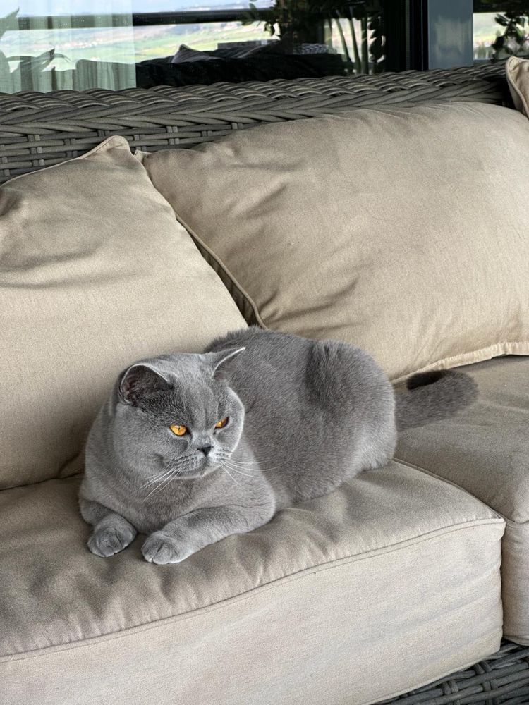 Fêmea  British  Shorthair azul com LOP