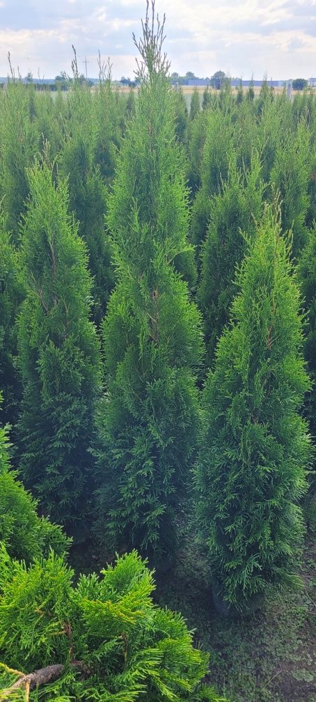 Tuja Smaragd 140 cm tuje 100 thuja 120 brabant laurowiśnia myślenice