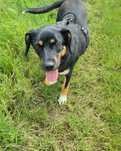 Oddam do adopcji