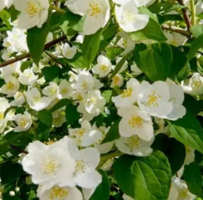 Жасмин саджанець