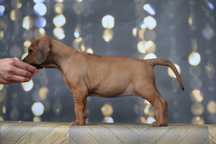 Rhodesian Ridgeback FCI  suczka