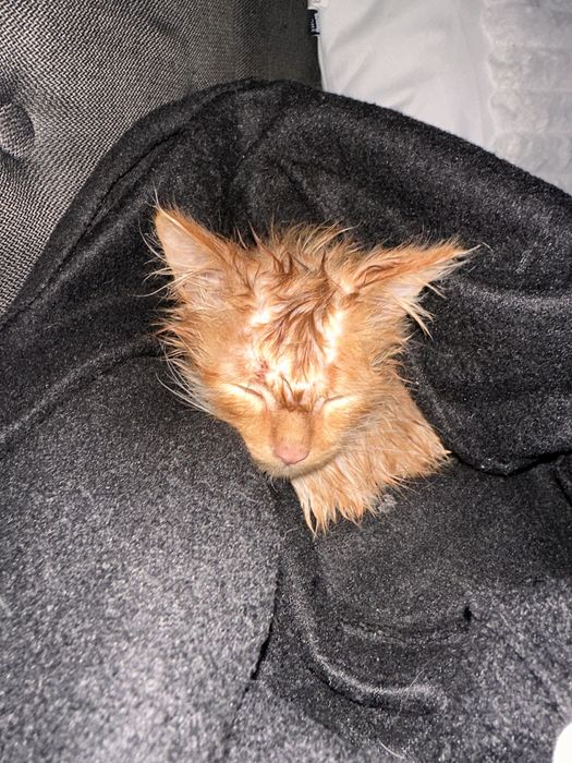 Віддамо кошеня в добрі руки.врятували з вулиці.хлопчик